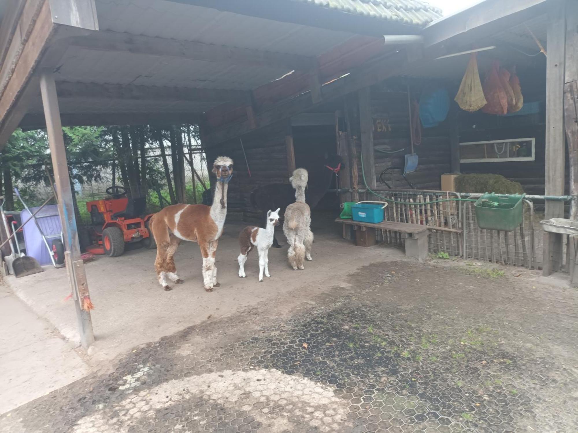 Best Boerderij B&B Экстерьер фото